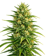 About Us Subject Mobile