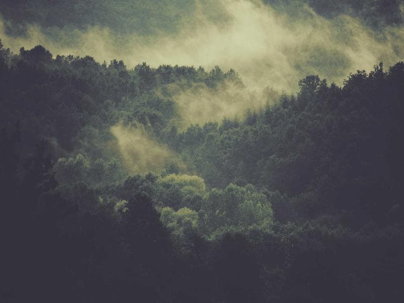 Cannabis Quality Testing: COA Explained